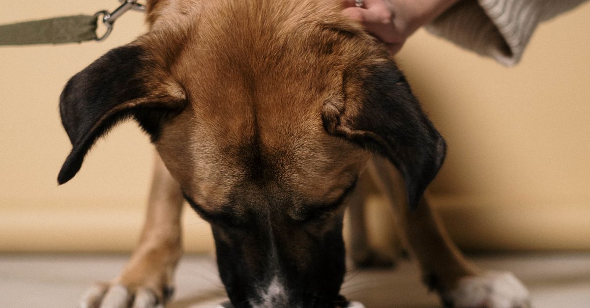 Pet Nutrition and Diet: Feeding Your Dog or Cat the Right Way